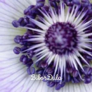 Dúlai Szüléskísérés csomag